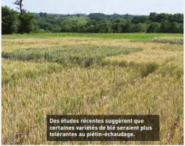 Lutte génétique : un nouveau levier contre le piétin-échaudage ?