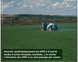 Septoriose : allier efficacité et limitation des résistances