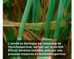 Orges d’hiver : les strobilurines reprennent du service