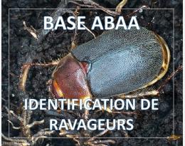 Ver blanc de la Canne à sucre