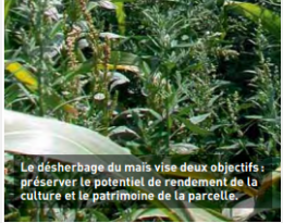 Adventices : enjeux et stratégies du désherbage du maïs