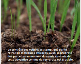 Adventices en blé tendre : un contrôle basé sur un passage précoce