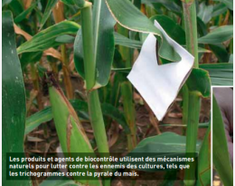 Règlementation et premières définitions : vous avez dit « biocontrôle » ?