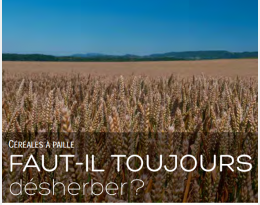  Céréales à paille : faut-il toujours désherber ?