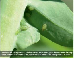 Jaunisse du colza  : bien utiliser les variétés résistantes