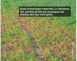 Génétique d’association : Un point marqué contre la mosaïque du blé