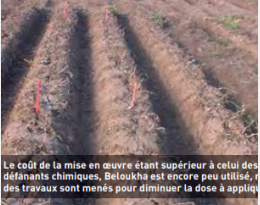 Pomme de terre de conservation : un acide gras pour défaner