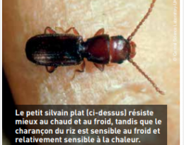 La lutte thermique : chauds-froids pour les insectes