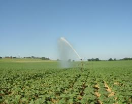 Le tournesol en dérobé