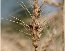 COMMENT GÉRER L'ERGOT EN GRANDES CULTURES ?