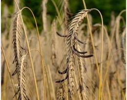 NON, LES ALCALOÏDES D'ERGOT NE DISPARAISSENT PAS AU COURS DES PROCÉDÉS DE TRANSFORMATION