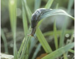 LES CARABES PARTICIPENT À LA RÉGULATION NATURELLE DES LIMACES