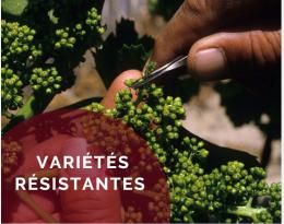 Les Variétés Résistantes au mildiou de la vigne