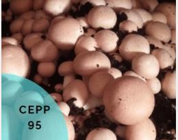 cepp 95