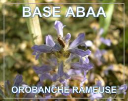 orobanche