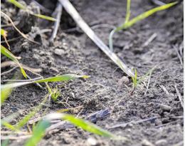 Comment reconnaître ray-grass, vulpin et folle avoine au stade plantule ?