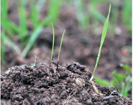 Connaître et contrôler les mauvaises herbes de vos parcelles