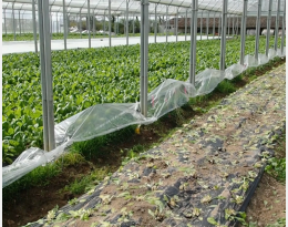 Utilisation de plantes de service pour maîtriser les pucerons en maraîchage sous abri