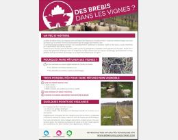 Des Brebis dans les vignes ?