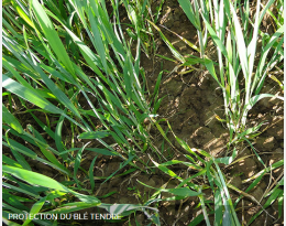 GESTION DES MALADIES FOLIAIRES EN BIO : UN ENJEU LIMITÉ