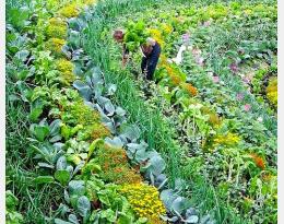 Association de cultures de variétés de légumes  Crédit : Mon jardin en permaculture