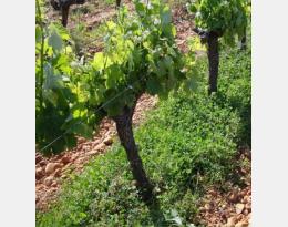 Enherbement sous le rang en viticulture  Crédit : Delpuech et al., 2019