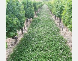 Enherbement de l'inter-rang de vigne  Crédit : Massol T.