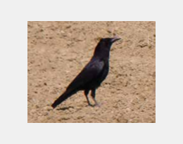 COMMENT LUTTER contre les dégâts de corvidés ?