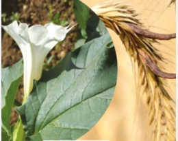 Alcaloïdes de l'Ergot et du Datura. MAÎTRISER LES CONTAMINATIONS des matières premières