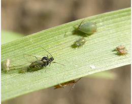 Insectes vecteurs de viroses des céréales à paille : NE PAS ANTICIPER les semis et bien surveiller