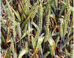 Résistance aux fongicides des céréales à paille. LIMITER LA PRESSION des maladies par la prophylaxie.