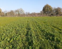 Essai de semis de prairie sous couvert de méteil