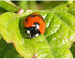 coccinelle