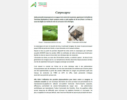 vignette brochure carpocapse