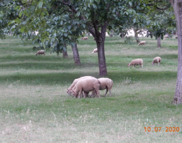 Brebis pâturant sous les noyers (béééee)