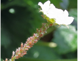 Protection biologique intégrée de la fraise gariguette