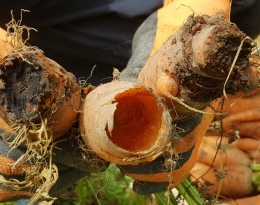 Carottes rognées par des campagnols des champs