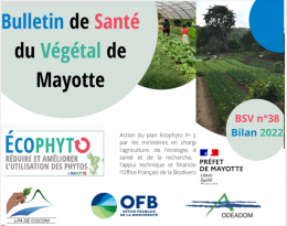 bsv mayotte 38