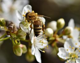 Présentation Cédric SOURDEAU - webinaire Abeilles