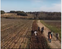 vidéo haies vigne