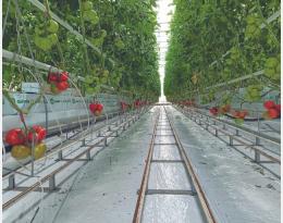 Protection physique des cultures sous abris : contribution de l'aspiration pour contrôler les ravageurs en tomates hors sol