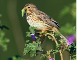 oiseaux cnrs