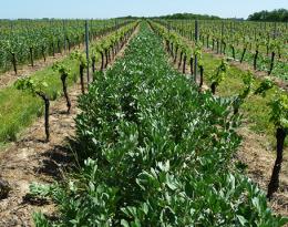 rang de vigne et engrais verts