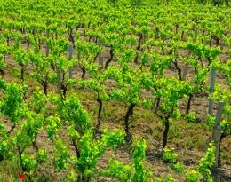 rang de vignes