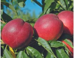 Conservation des nectarines