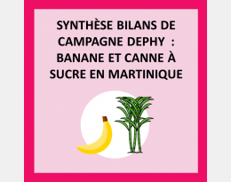 Synthèse des bilans de campagne DEPHY : Banane et canne à sucre en Martinique  