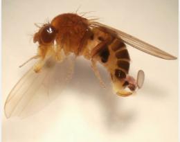 Protection des cerisiers contre Drosophila Suzukii : éléments techniques à prendre en considération en 2023