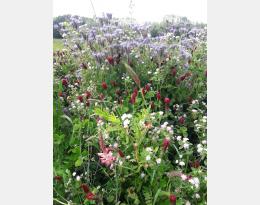 des fleurs pour les auxiliaires de cultures