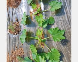 Courgette associée à du romarin Majorca pink, plante potentiellement répulsive du puceron