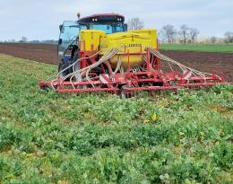 semis direct de la lentille  sous couvert